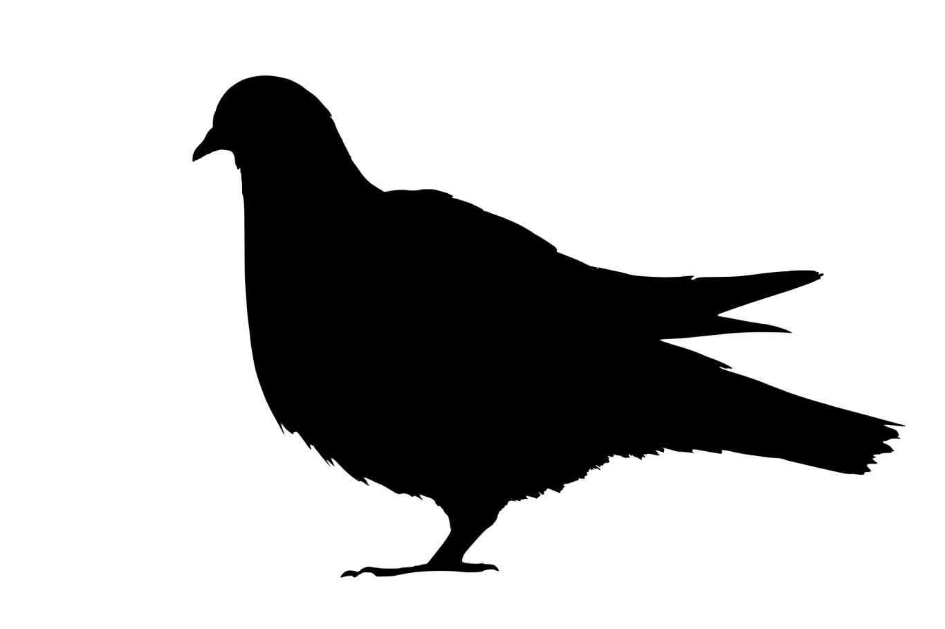 Pigeon PNG    图片编号:54591