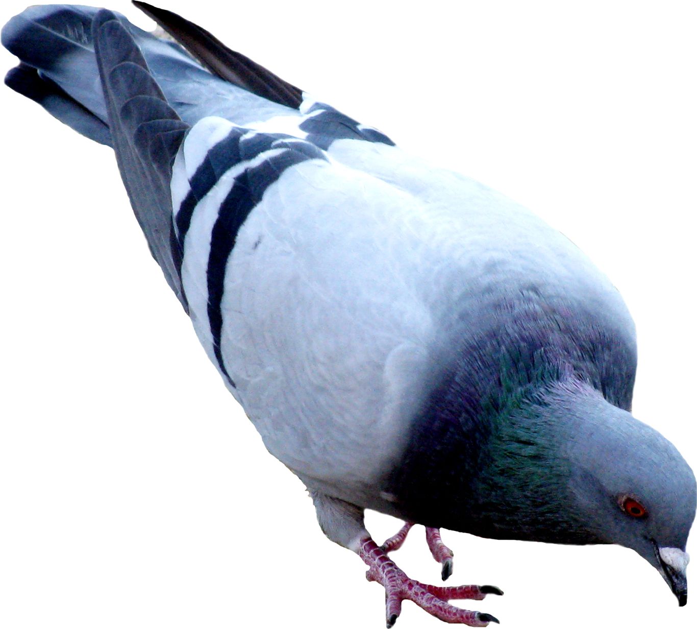 Pigeon PNG    图片编号:54592