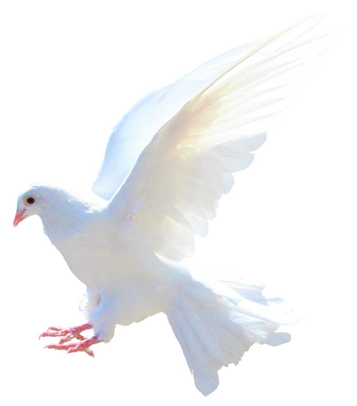 Pigeon PNG    图片编号:54594