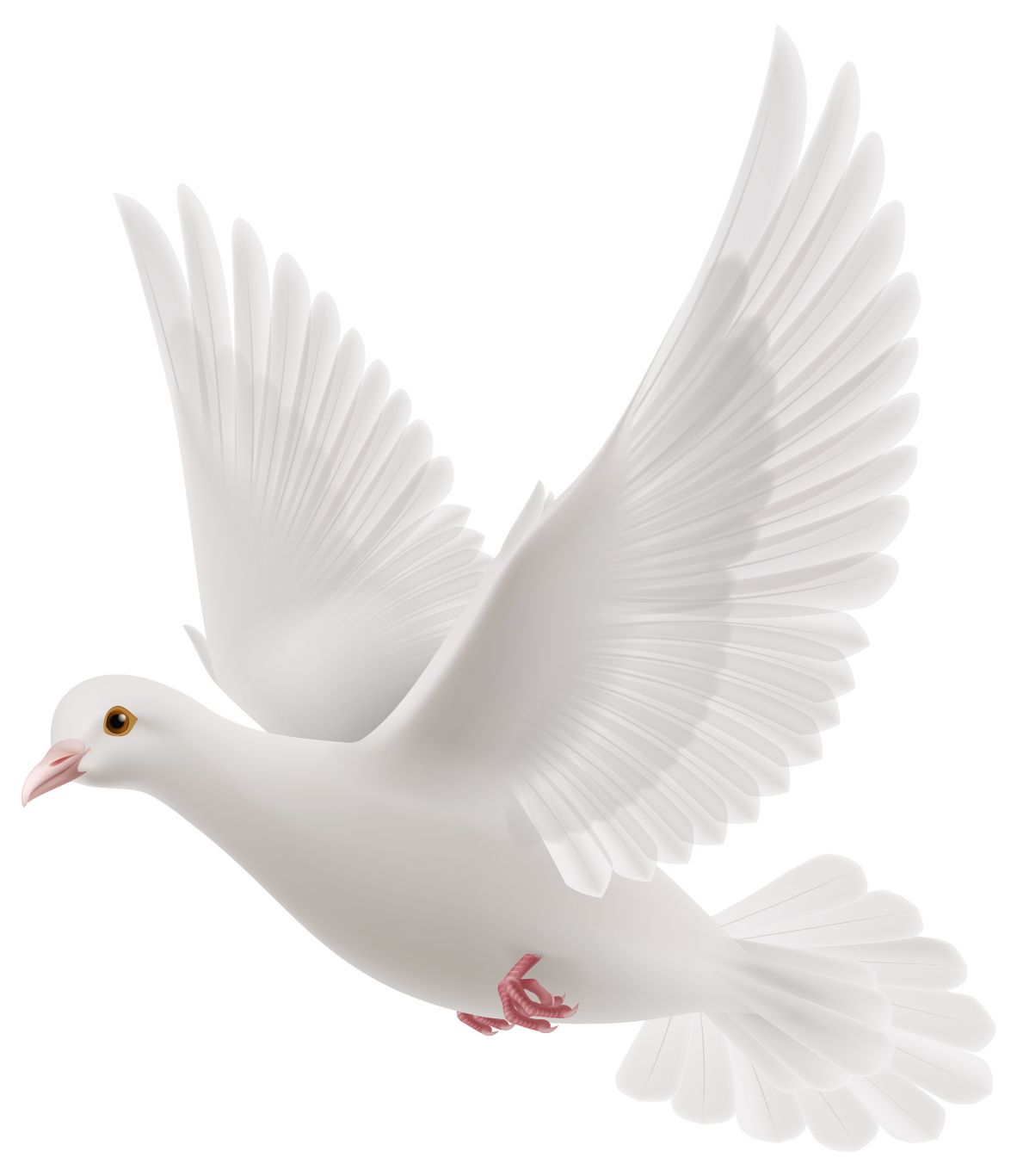 Pigeon PNG    图片编号:54595