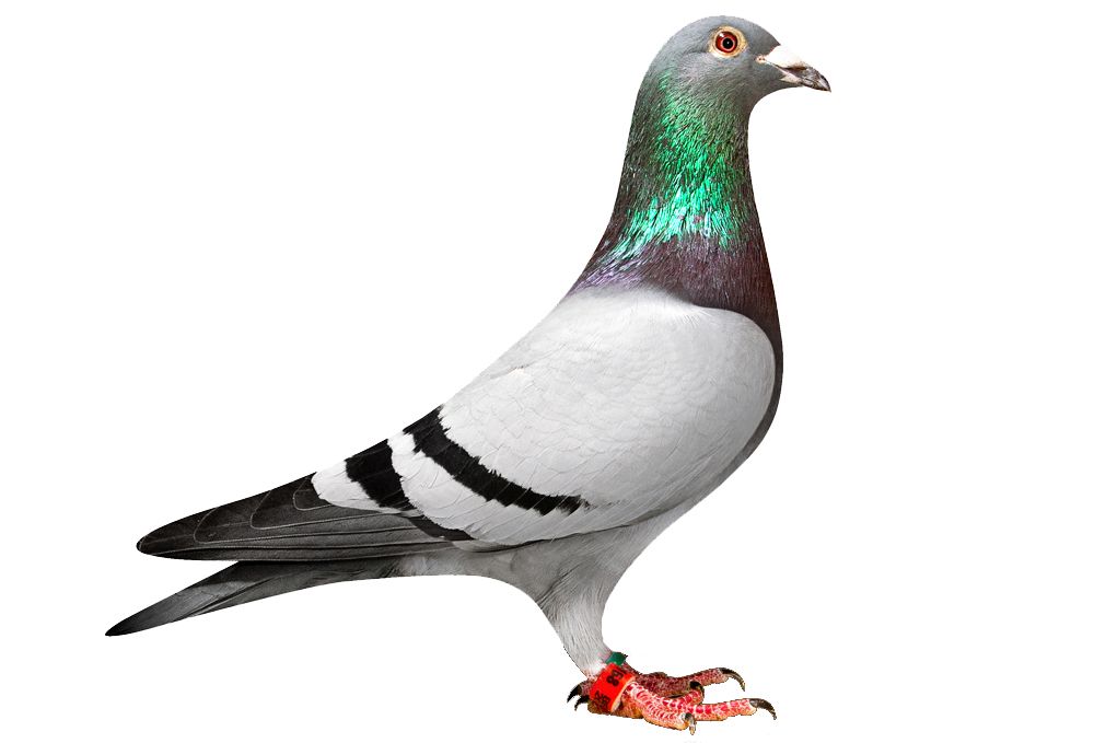 Pigeon PNG    图片编号:54596