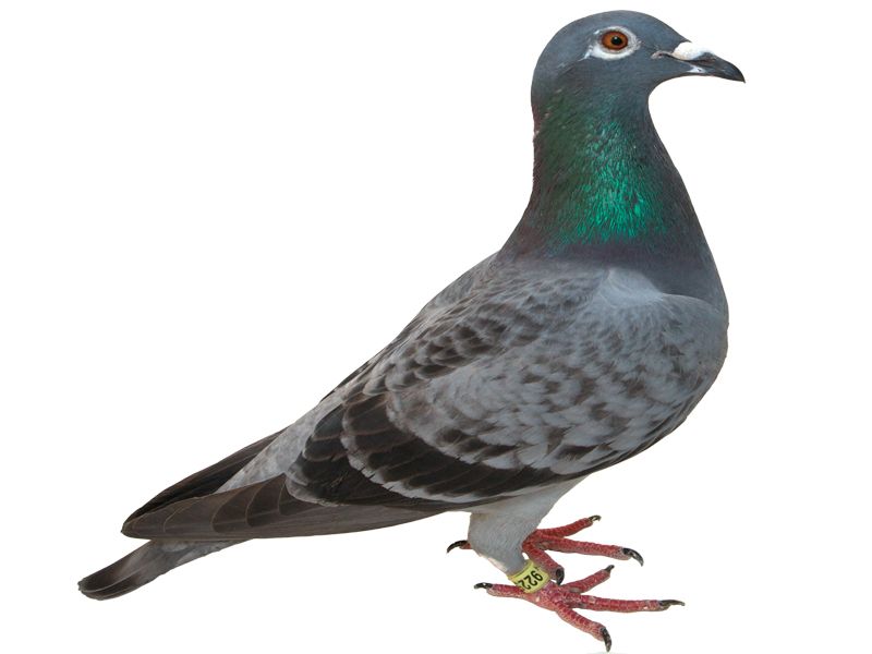 Pigeon PNG    图片编号:54598