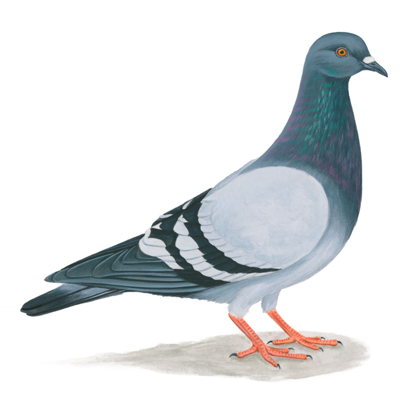 Pigeon PNG    图片编号:54599
