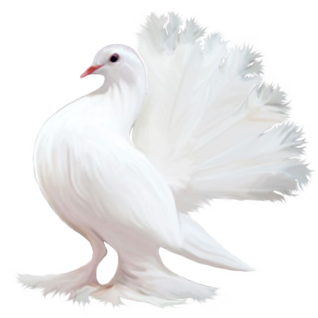 Pigeon PNG    图片编号:54600