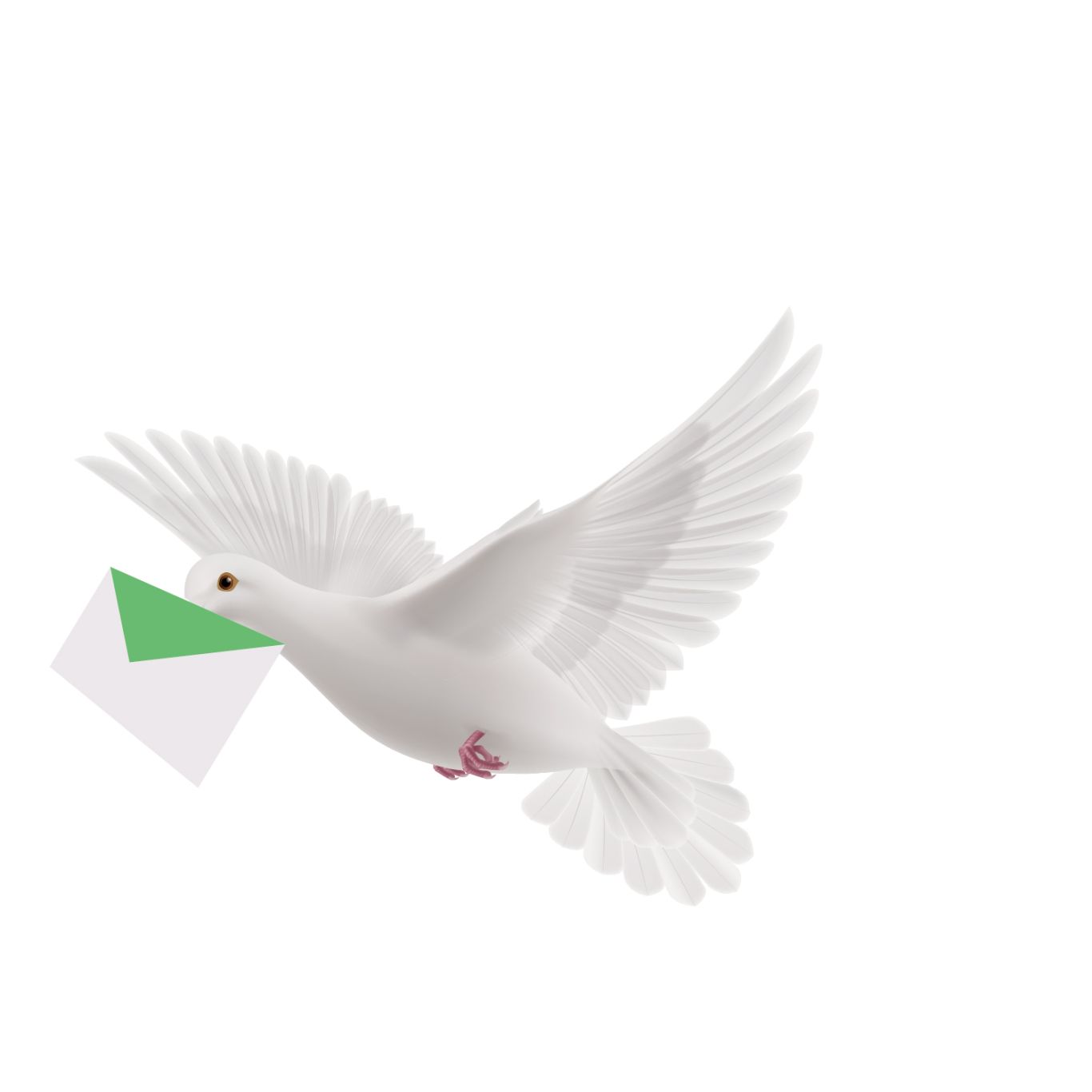 Pigeon PNG    图片编号:54601