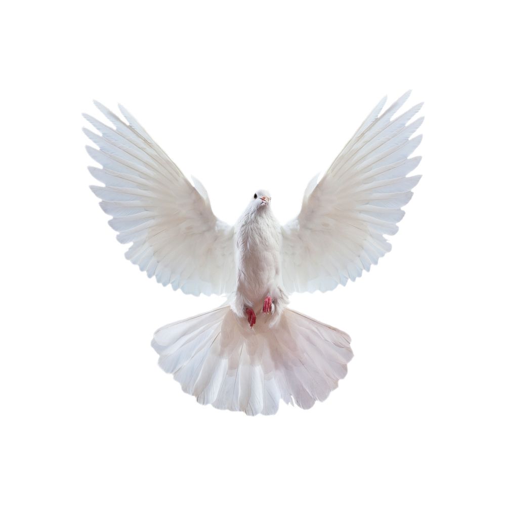 Pigeon PNG    图片编号:54603