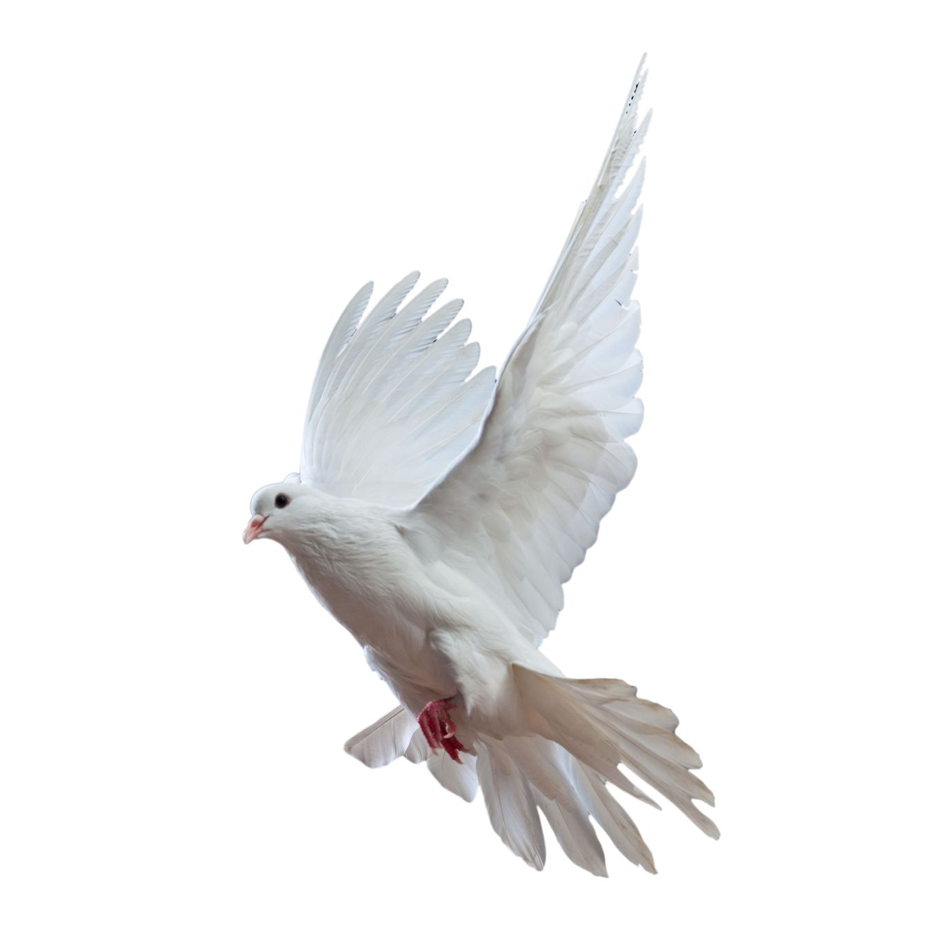 Pigeon PNG    图片编号:54604
