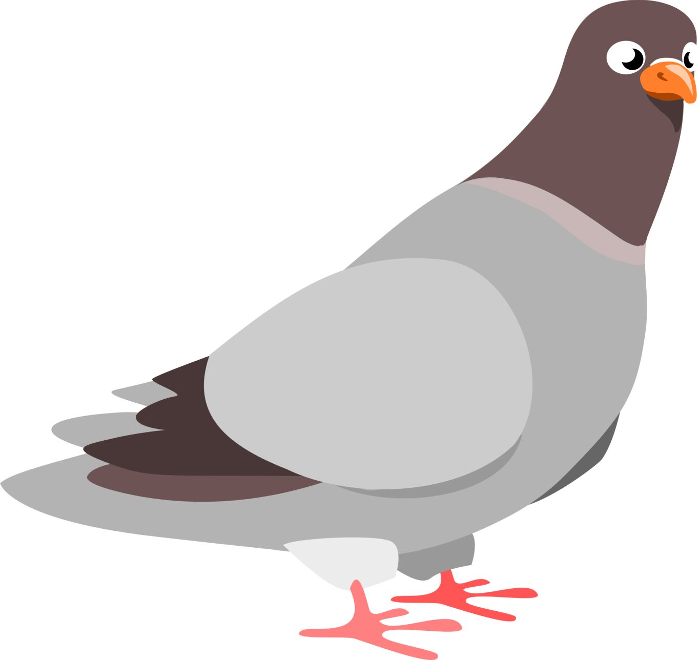 Pigeon PNG    图片编号:54606