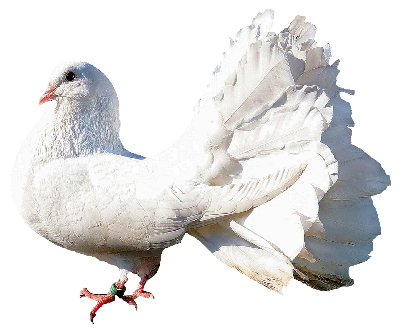 Pigeon PNG    图片编号:54607