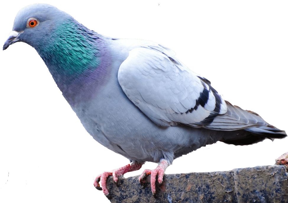 Pigeon PNG    图片编号:54608