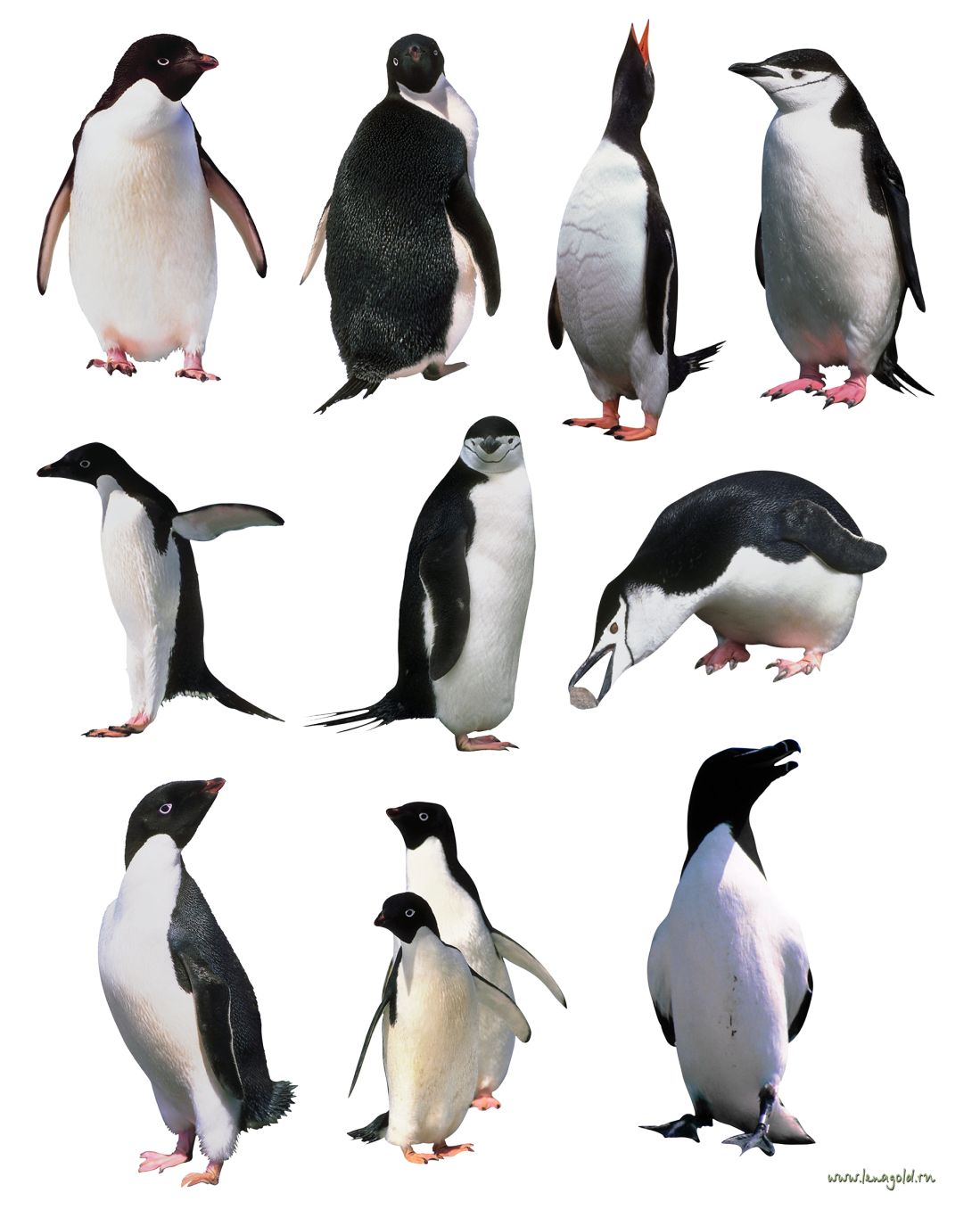 Penguins PNG image    图片编号:4625