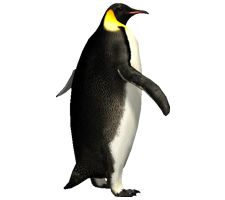 Imperator penguin PNG image    图片编号:4626