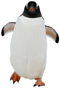 Penguin PNG image    图片编号:4637