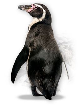 Penguin PNG image    图片编号:4639