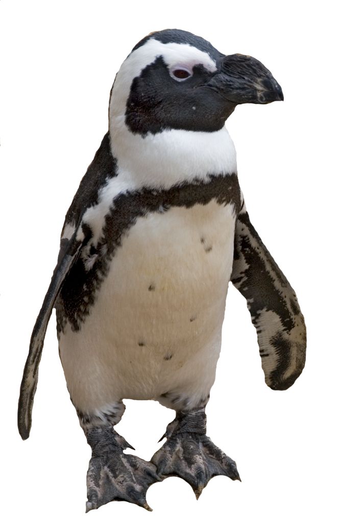 Penguin PNG image    图片编号:4641
