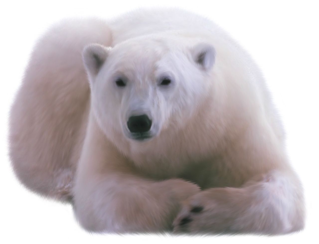 Polar white bear PNG    图片编号:23469