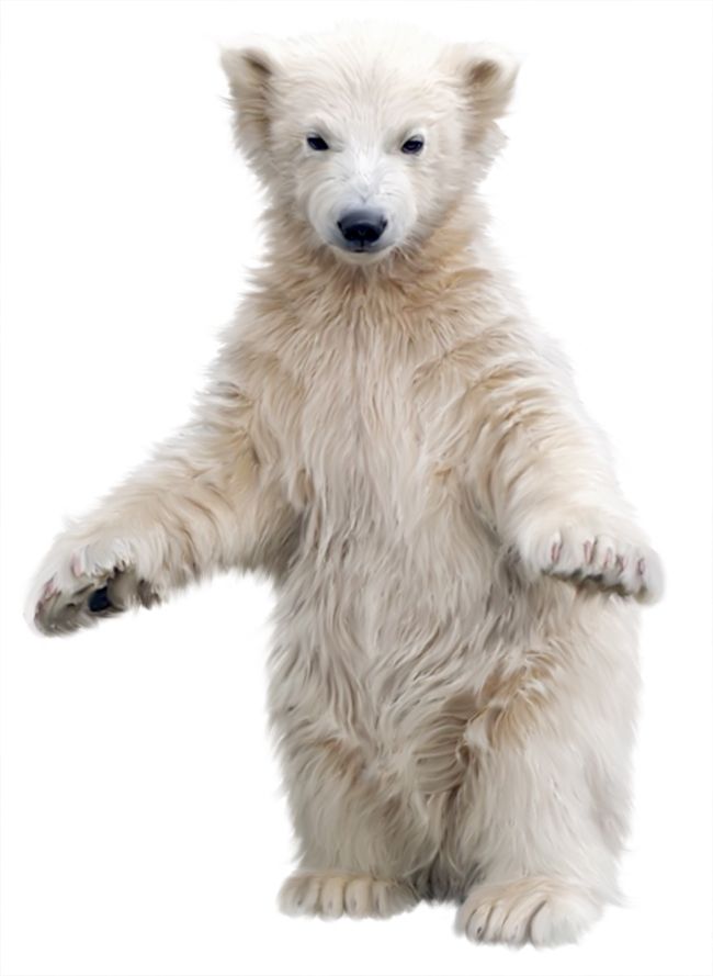Polar white bear PNG    图片编号:23478