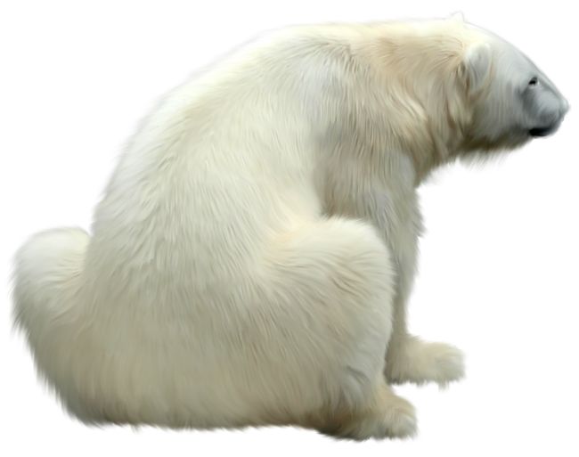 Polar white bear PNG    图片编号:23479