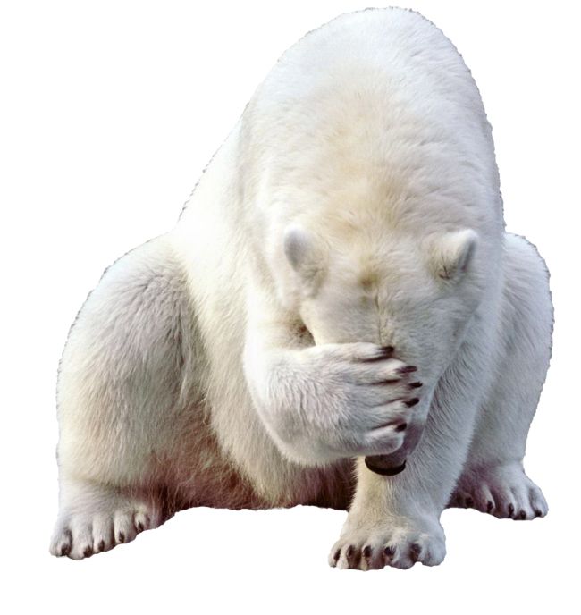 Polar white bear PNG    图片编号:23481