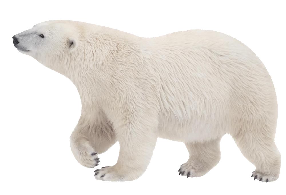 Polar white bear PNG    图片编号:23482