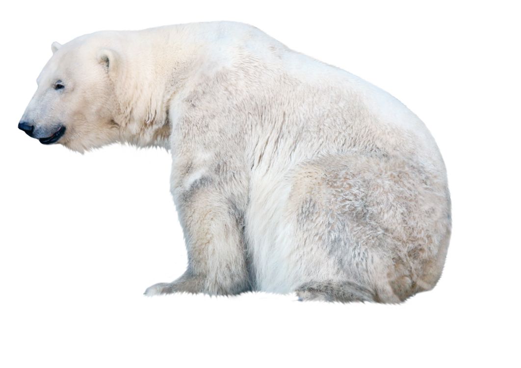 Polar white bear PNG    图片编号:23483