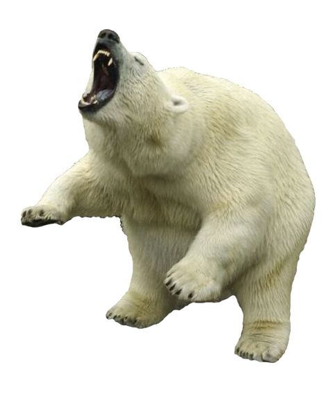Polar white bear PNG    图片编号:23484