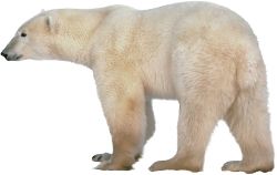 Polar white bear PNG    图片编号:23485