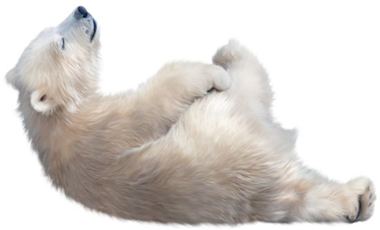 Polar white bear PNG    图片编号:23486