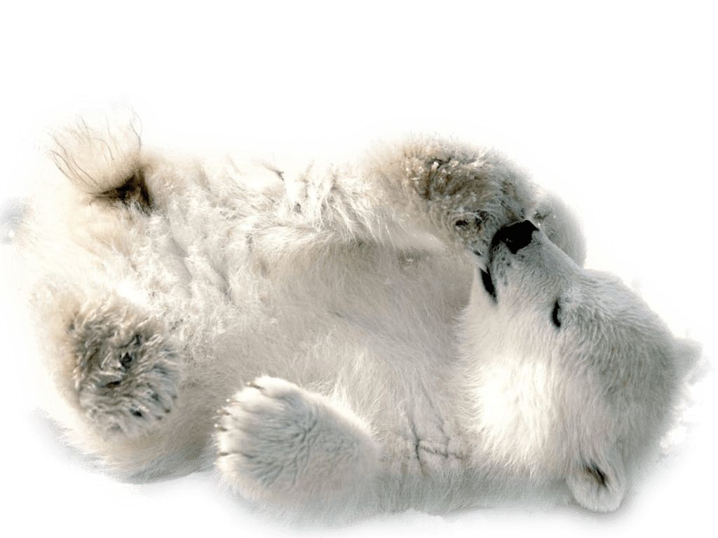 Polar white bear PNG    图片编号:23487