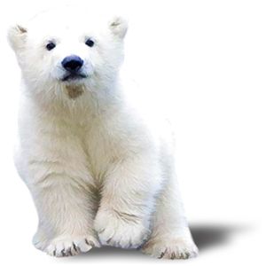 Polar white bear PNG    图片编号:23470