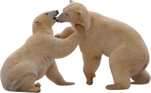 Polar white bear PNG    图片编号:23488