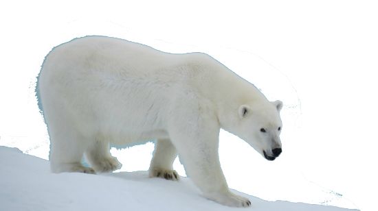 Polar white bear PNG    图片编号:23489
