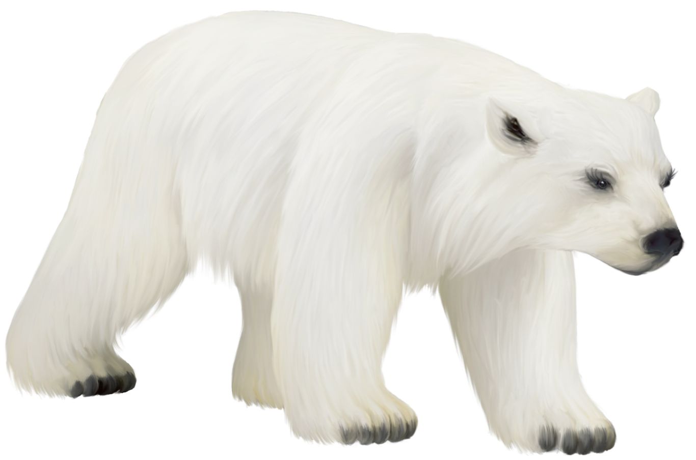 Polar white bear PNG    图片编号:23490