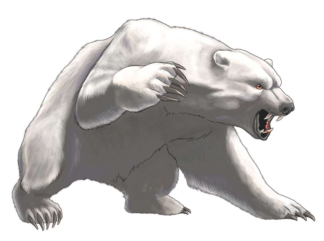 Polar white bear PNG    图片编号:23491