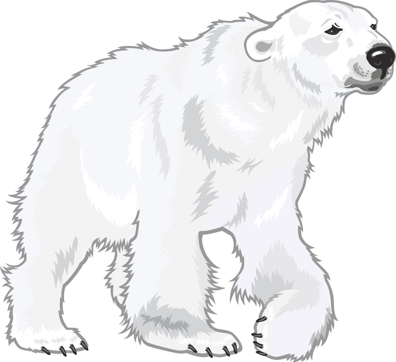 Polar white bear PNG    图片编号:23502
