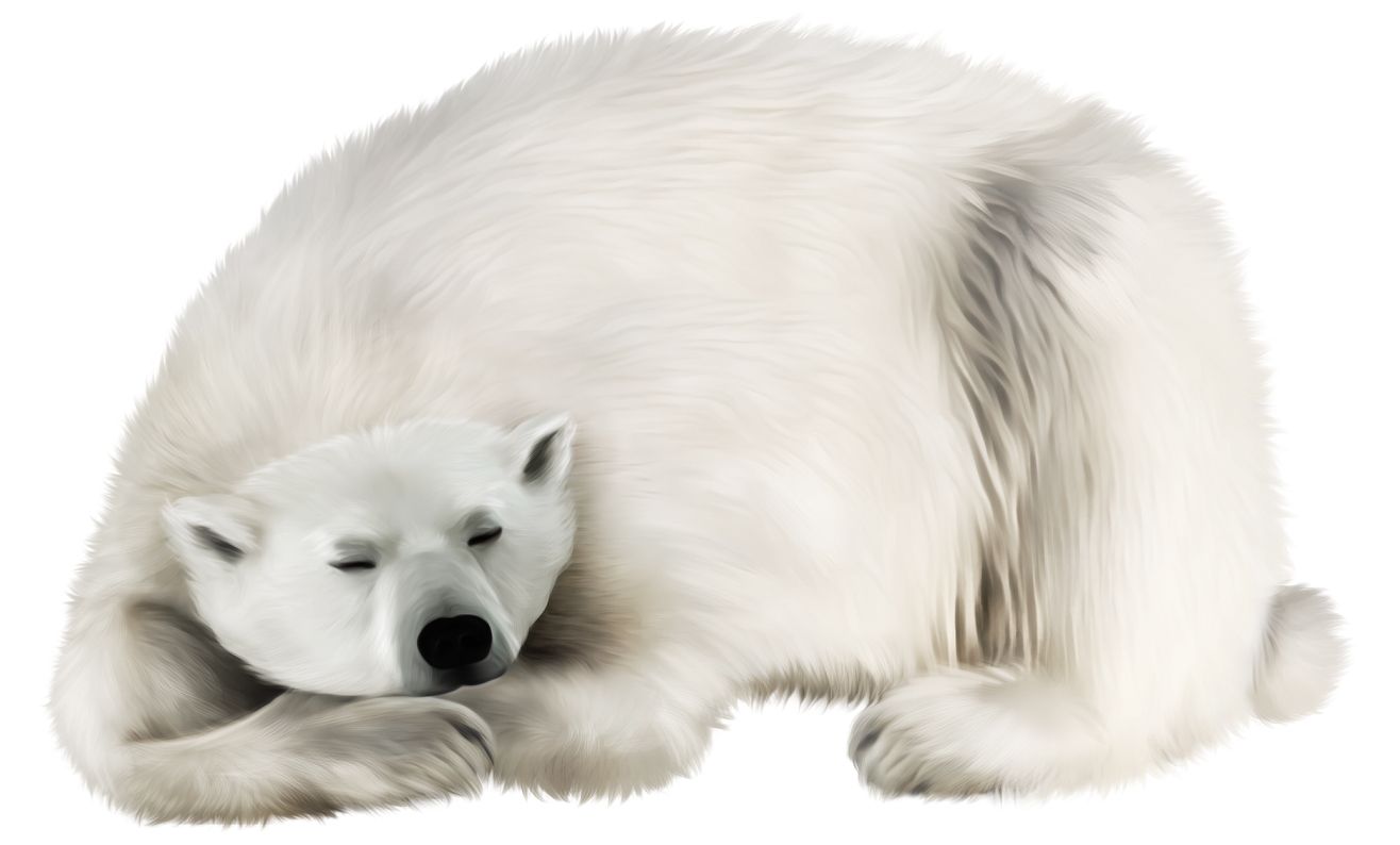 Polar white bear PNG    图片编号:23503