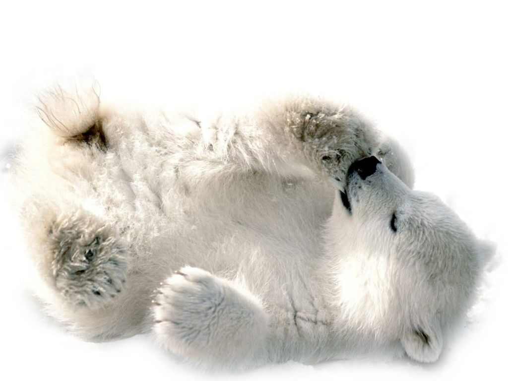 Polar white bear PNG    图片编号:23505
