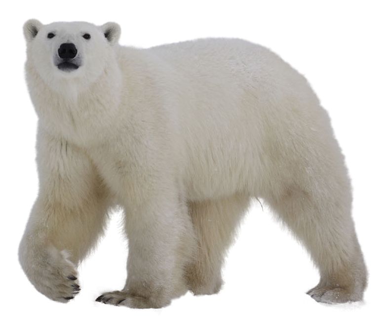 Polar white bear PNG    图片编号:23507