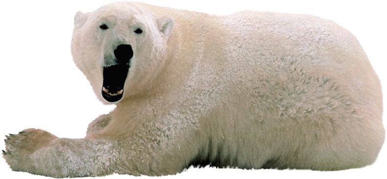 Polar white bear PNG    图片编号:23508
