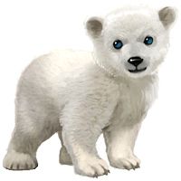 Polar white bear PNG    图片编号:23509