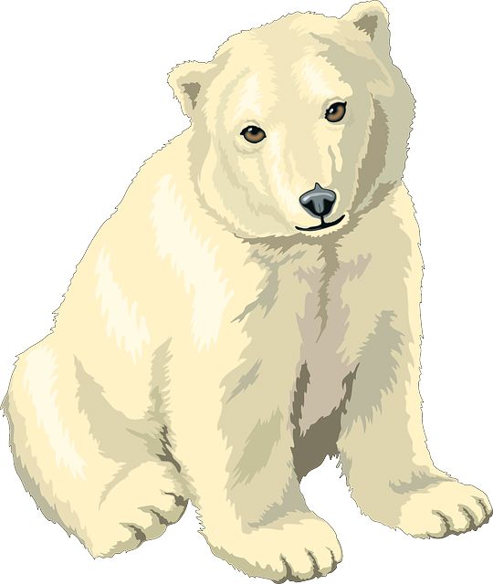 Polar white bear PNG    图片编号:23510