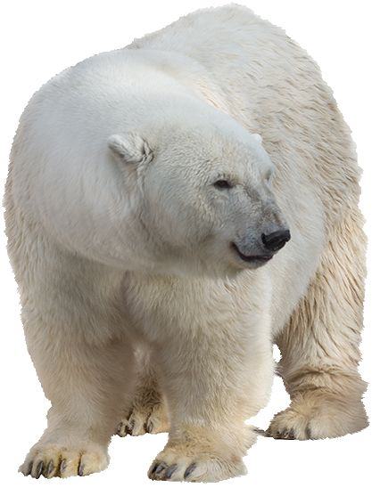 Polar white bear PNG    图片编号:23511
