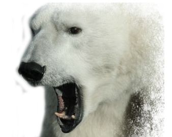 Polar white bear PNG    图片编号:23513