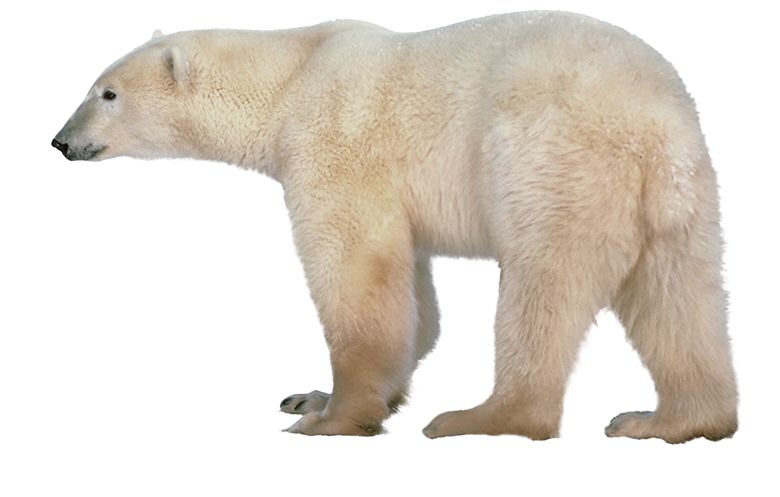 Polar white bear PNG    图片编号:23514