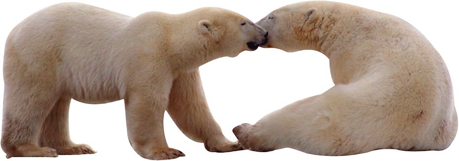 Polar white bear PNG    图片编号:23516