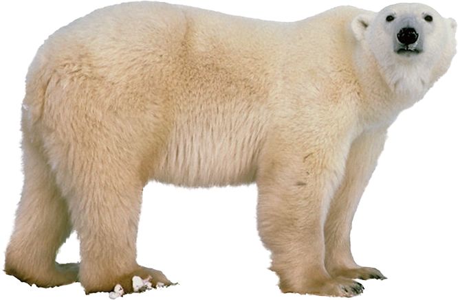 Polar white bear PNG    图片编号:23517