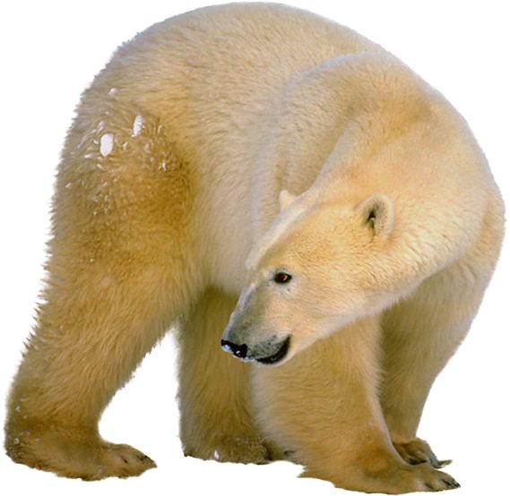 Polar white bear PNG    图片编号:23518