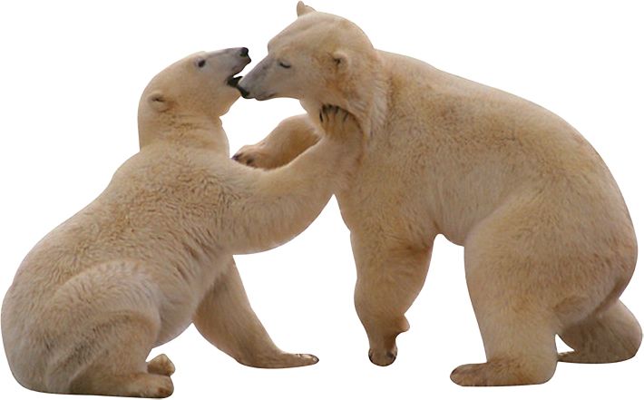 Polar white bear PNG    图片编号:23519