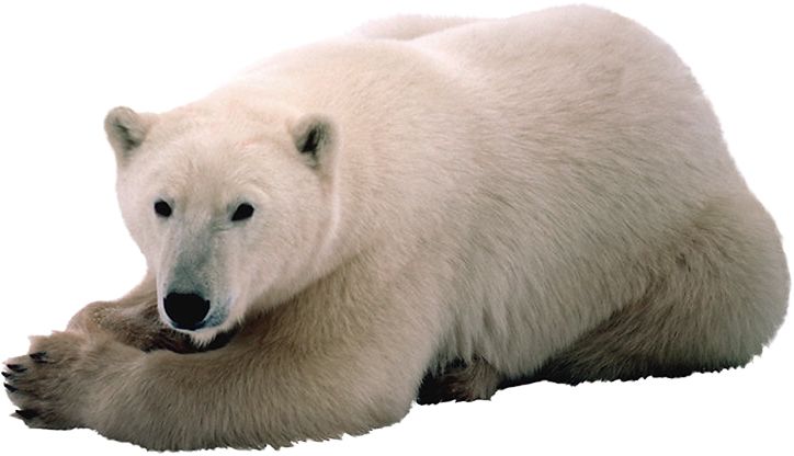 Polar white bear PNG    图片编号:23520