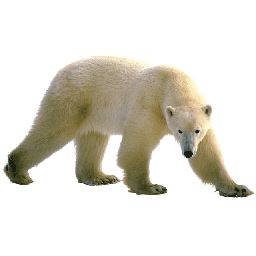 Polar white bear PNG    图片编号:23521